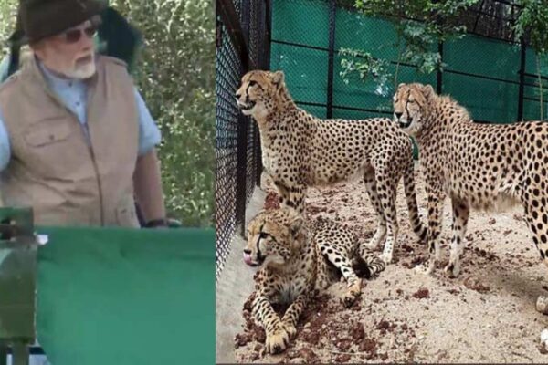 PM Narendra Modi Releases 8 Cheetahs at Kuno National Park in Madhya Pradesh